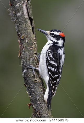 Male Hairy Woodpecker (leuconotopicus Villosus) Perched On A Tree Branch - Lambton Shores, Ontario, 