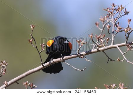 Male Red-winged Blackbird (agelaius Phoeniceus) Displaying Its Wing Epaulets - Lambton Shores, Ontar