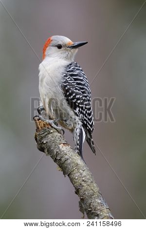 Female Red-bellied Woodpecker (melanerpes Carolinus) Perched On A Tree Branch - Lambton Shores, Onta