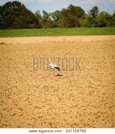 This Is A Stork Looking For Food In The Field