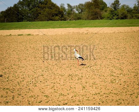 This Is A Stork Looking For Food In The Field