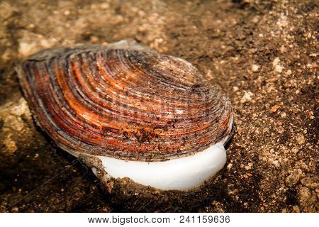 This Is An Open Pond Clam In Mud