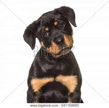 Rottweiler puppy , 3 months old, sitting against white background