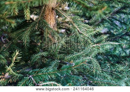 Prickly Green Branches Of Young Spruce Tree