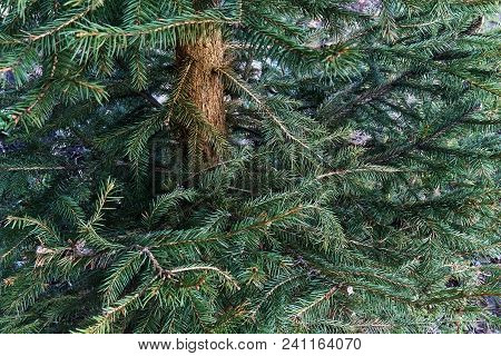 Prickly Green Branches Of Young Spruce Tree