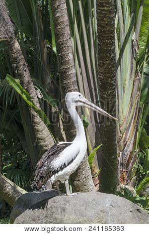 Great White Pelican, Rosy Pelican Or White Pelican.