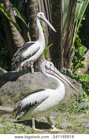 Two Great White Pelican, Rosy Pelican Or White Pelican.