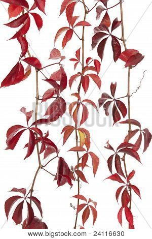 Boston Ivy