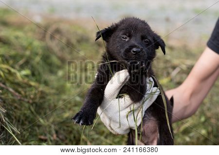 A Volonteer Is Holding A Homeless Puppy. Abandoned Puppy From A Shelter Hopes To Find Its New Home.