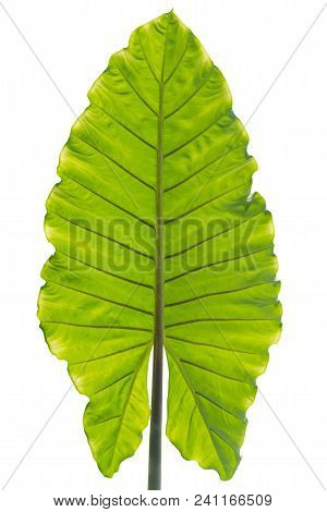 Ensete Lasiocarpum Close Up, Front Side Of Leaf.