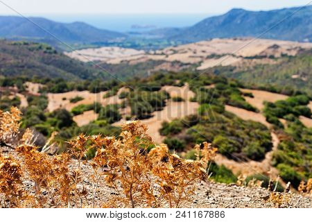 Landscape With Plants In Teulada, Cagliari Province, Sardinia Island, Italy