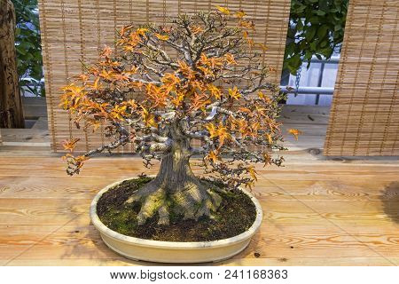 Bonsai - Japanese Maple (acer Palmatum). Age - About 60 Years. Exhibition Of Bonsai In Aptekarsky Og
