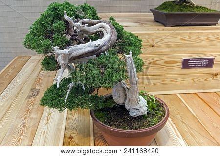 Bonsai - Chinese Juniper (juniperus Chinensis). Age - About 100 Years. Exhibition Of Bonsai In Aptek