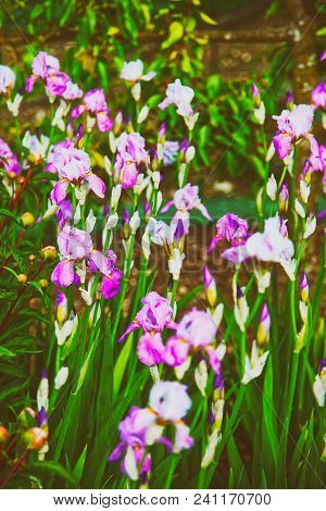 Violet Iris In The Kitchen Garden In Audley. Toned