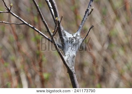 Eastern Tent Caterpillar -malacosoma Americanum, In The Early Stage Of Growth In Early Spring. They 