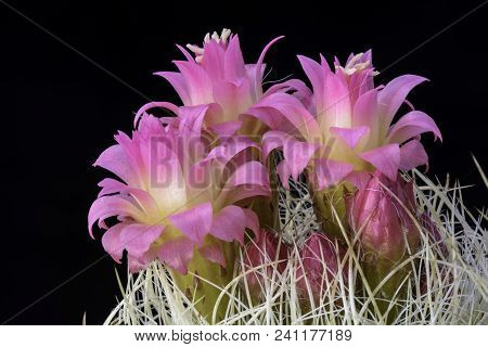 Cactus Neoporteria Nidus With Flower Isolated On Black.