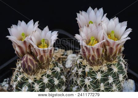 Cactus Sclerocactus Mesae-verdae  With Flower Isolated On Black.