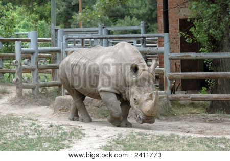 Das Nashorn auf Spaziergang im Zoo Rostov.