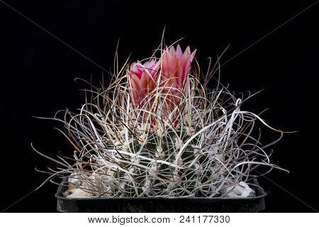 Cactus Sclerocactus Schlesseri Spin With Flower Isolated On Black.