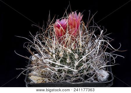 Cactus Sclerocactus Schlesseri Spin With Flower Isolated On Black.