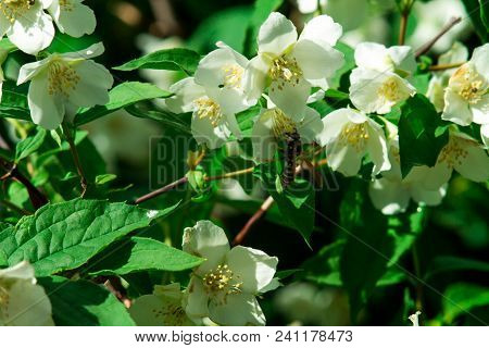 Jasmine Flower Branch. Close-up Flowers In A Garden. Jasmine Flowers Blossoming On Bush In Sunny Day