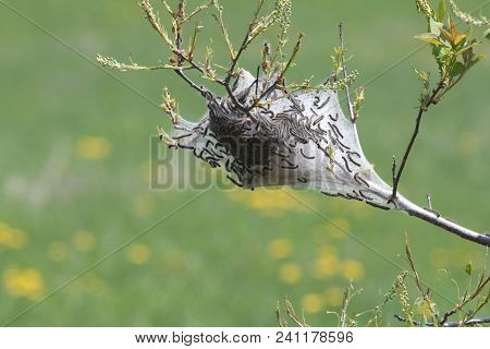 Eastern Tent Caterpillars Inside Silky Nest (malacosoma Americanum), In The Early Stage Of Growth In