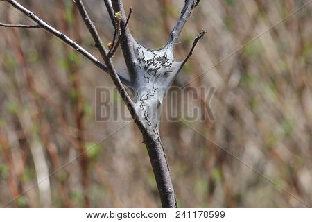 Eastern Tent Caterpillars Inside Silky Nest (malacosoma Americanum), In The Early Stage Of Growth In