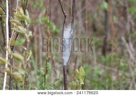 Eastern Tent Caterpillars Inside Silky Nest (malacosoma Americanum), In The Early Stage Of Growth In