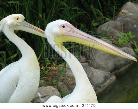 Pelikaner