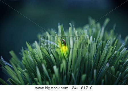 Firefly on grass at dusk