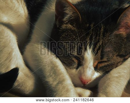 Young Cat Having A Mid Afternoon Nap