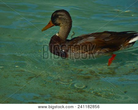 Male Duck Swimming In Fountain Water Fall