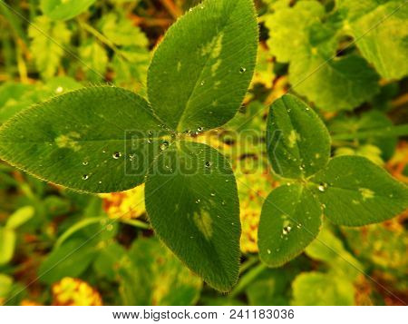 Clover Leaves With Rain Drops Close Up