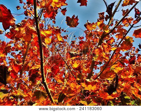 Orange And Red Autumnal Leaves With Blue Sky