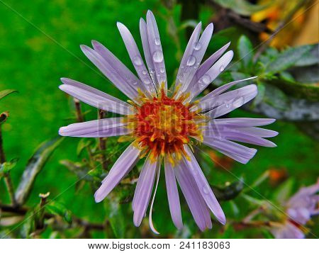 British Daisy With Raindrops On Green Background