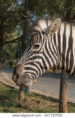 Zebra Eating Grass. Lubango. Angola.