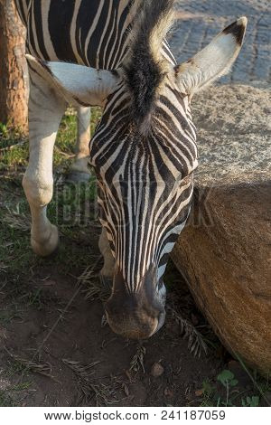 Zebra Sew On Stone. Lubango. Angola.
