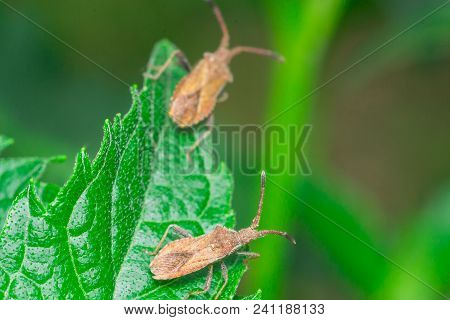 Bed Bugs In The Garden On Green Leaf Pests Vegetable Garden