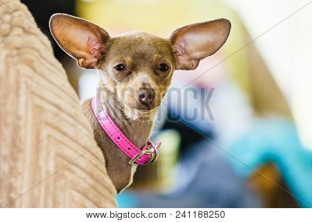 Little Pinscher Ratter Prazsky Krysarik Purebreed Small Dog Sitting Relaxing And Chilling On Sofa Co
