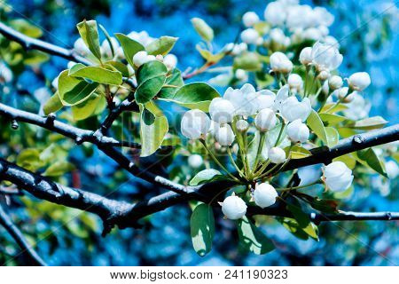 Romantic Tree Brunch Blossoming With Flowers And First Buds, Springtime. Beautiful Fresh New Apple T