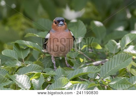 Finch Fringilla Coelebs Bird On Tree