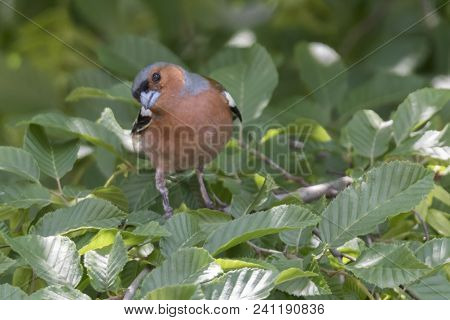 Finch Fringilla Coelebs Bird On Tree