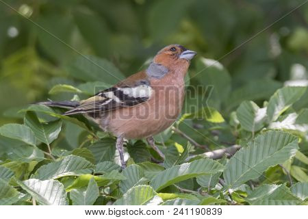 Finch Fringilla Coelebs Bird On Tree