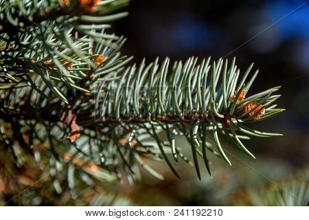 Blue Spruce Branch. Close Up. Sunny Day