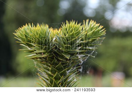 Araucaria Araucaria / Monkey Puzzle Tree Araucaria Araucaria