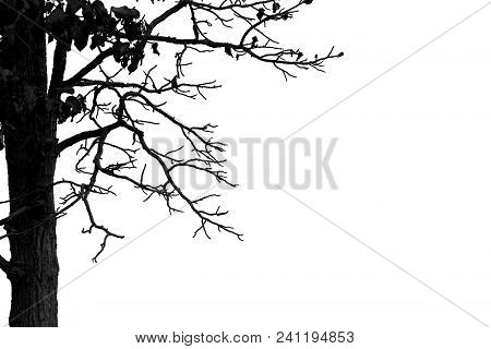 Dead Branches , Silhouette Dead Tree Or Dry Tree On White Background.