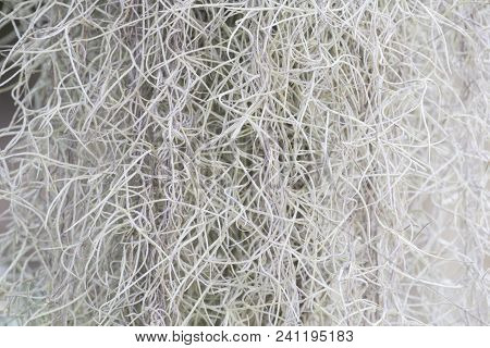 Spanish Moss  With Blurred Background. Garden Concept.