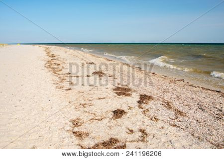A Wild Beach And A Pigeon Sea Water On A Lovely Sunny Day