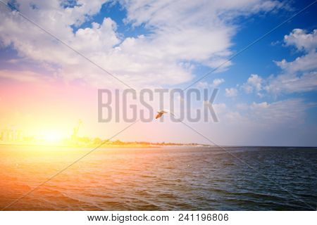 One Seagull Flies Over The Sea On A Wonderful Summer Day