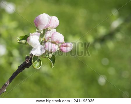 Close Up Beautiful Macro Blooming Pink Apple Blossom Bud Flower Twing With Leaves, Selective Focus, 